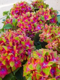 Hydrangea Glam Rock - Amazing Multi-Coloured Schloss Wackerbarth Hardy Hydrangea Shrub -Plant Garden World h glamr1 1