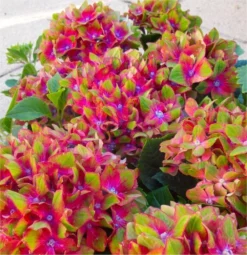 Hydrangea Glam Rock - Amazing Multi-Coloured Schloss Wackerbarth Hardy Hydrangea Shrub