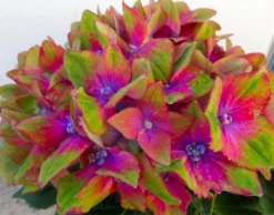 Hydrangea Glam Rock - Amazing Multi-Coloured Schloss Wackerbarth Hardy Hydrangea Shrub -Plant Garden World h glamr4 1