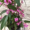 Hardenbergia Violacea Rosea "Candy Wrapper" - Evergreen Pink Coral Pea