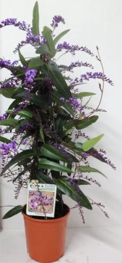 Hardenbergia Violacea "Happy Wanderer" - Evergreen Purple Coral Pea -Plant Garden World hardenbergia happy wanderer