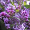 Hardenbergia Violacea "Happy Wanderer" - Evergreen Purple Coral Pea