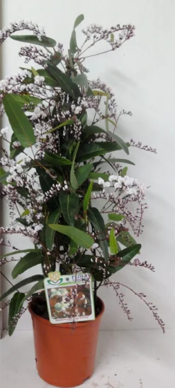 Hardenbergia Violacea Alba "Free N Easy" - Evergreen White Coral Pea -Plant Garden World hardenbergia white scaled