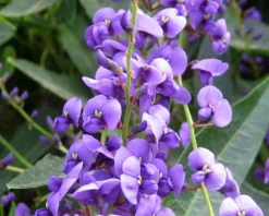 Hardenbergia Violacea "Happy Wanderer" - Evergreen Purple Coral Pea -Plant Garden World hardenbergia violacea happy wanderer
