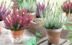 Heather Collection - Pack Of 12 - Winter Hardy Evergreen Plants In Bud 10 Heather Collection - Pack Of 12 - Winter Hardy Evergreen Plants In Bud -Plant Garden World heather pink whitex750