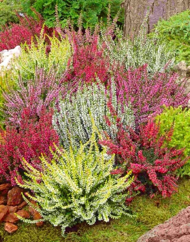 Heather Collection - Pack Of 12 - Winter Hardy Evergreen Plants In Bud 2 Heather Collection - Pack Of 12 - Winter Hardy Evergreen Plants In Bud - Image 2