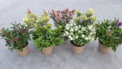 Hebes Collection - Selection Of SIX Outstanding Hardy Evergreen Hebe Plants -Plant Garden World hebe flowering mix1 scaled