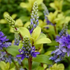 Hebes Collection - Selection Of SIX Outstanding Hardy Evergreen Hebe Plants -Plant Garden World hebe golden anniversary 750x750 1