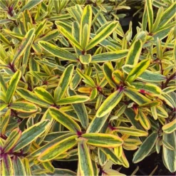 Hebes Collection - Selection Of SIX Outstanding Hardy Evergreen Hebe Plants -Plant Garden World hebe jewel of the nile 750x750 1
