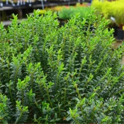 Hebes Collection - Selection Of SIX Outstanding Hardy Evergreen Hebe Plants -Plant Garden World hebe nz gold 750x750 1