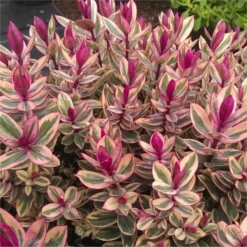 Hebes Collection - Selection Of SIX Outstanding Hardy Evergreen Hebe Plants -Plant Garden World hebe rhubarb and custard v2 750x750 1