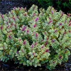 Hebes Collection - Selection Of SIX Outstanding Hardy Evergreen Hebe Plants -Plant Garden World hebe tricolor garden 750x750 1