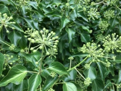 Hedera Helix Arborescens - Tree Ivy -Plant Garden World hedera arborescens 1