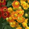 Helenium 'Breeders Mix' - Pack Of TEN