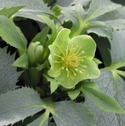 Helleborus Argutifolius Silver Lace