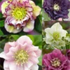 Connoisseur Helleborus Plants Collection - Pack Of FOUR Assorted Double Ellen Hellebore Plants