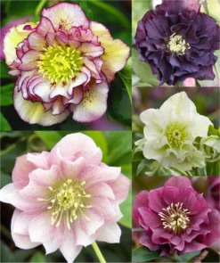 Connoisseur Helleborus Plants Collection - Pack Of FOUR Assorted Double Ellen Hellebore Plants