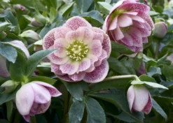 Connoisseur Helleborus Plants Collection - Pack Of FOUR Assorted Double Ellen Hellebore Plants -Plant Garden World helleborus double ellen pink spotted