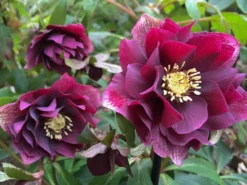 Connoisseur Helleborus Plants Collection - Pack Of FOUR Assorted Double Ellen Hellebore Plants -Plant Garden World helleborus double ellen red scaled