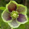 Helleborus Orientalis Green Spotted - Hellebore