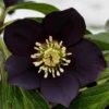 Helleborus X Hybridus 'Lucy Black' - Oriental Hellebore