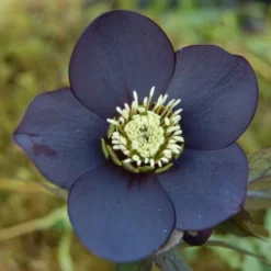 Helleborus X Hybridus 'Lucy Black' - Oriental Hellebore -Plant Garden World helleborus lucy black3 750x750 1
