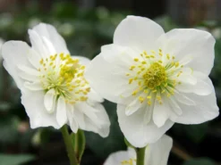 Helleborus Niger - White Hellebore In Bud - Pack Of SIX Plants -Plant Garden World helleborus niger