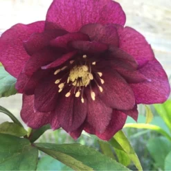Helleborus X Hybridus 'Double Ellen Red' - Oriental Hellebore -Plant Garden World helleborus orientalis double red 1