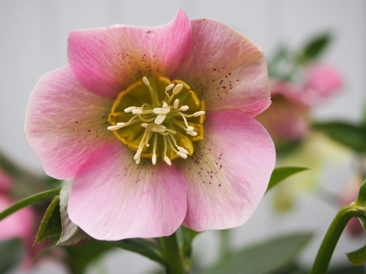 Helleborus Orientalis Pretty Ellen Pink - Hellebore 2 Helleborus Orientalis Pretty Ellen Pink - Hellebore - Image 2