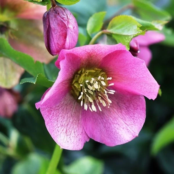 Helleborus Orientalis Pretty Ellen Pink - Hellebore 1 Helleborus Orientalis Pretty Ellen Pink - Hellebore