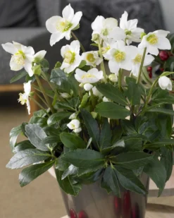 Helleborus Niger - White Christmas Roses - Pack Of THREE Plants In SILVER Pots -Plant Garden World helleborus visi74871 3
