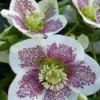 Helleborus Orientalis Spotted White - Hellebore