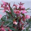 Winter Bells Helleborus - Hellebore Plant In Bud & Bloom