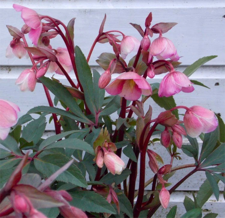 Winter Bells Helleborus - Hellebore Plant In Bud & Bloom 1 Winter Bells Helleborus - Hellebore Plant In Bud & Bloom