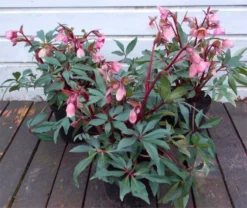 Winter Bells Helleborus - Hellebore Plant In Bud & Bloom 5 Winter Bells Helleborus - Hellebore Plant In Bud & Bloom -Plant Garden World helleborus winter bellsx750 1