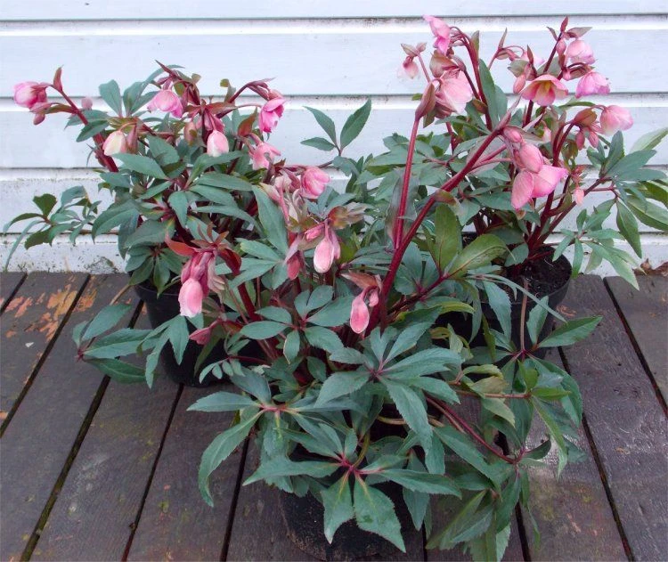 Winter Bells Helleborus - Hellebore Plant In Bud & Bloom 3 Winter Bells Helleborus - Hellebore Plant In Bud & Bloom - Image 3