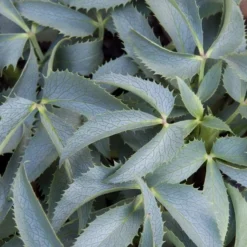 Helleborus Argutifolius Silver Lace -Plant Garden World helleborus argutifolius silver lace2