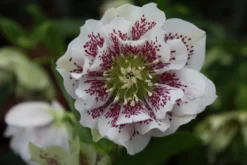 Connoisseur Helleborus Plants Collection - Pack Of FOUR Assorted Double Ellen Hellebore Plants -Plant Garden World helleborus double ellen white spotted