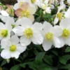 Helleborus Niger - White Christmas Roses - Pack Of THREE Plants In SILVER Pots