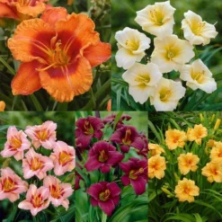 Hemerocallis Day Lily Collection - Pack Of FIVE