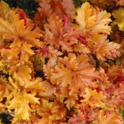 Handsome Heuchera Collection - Pack Of FOUR Evergreen Plants -Plant Garden World heuchera amber waves 1 1