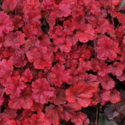 Handsome Heuchera Collection - Pack Of FOUR Evergreen Plants -Plant Garden World heuchera cherry cola2 1 1