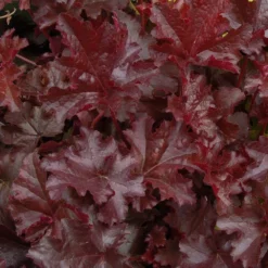 Handsome Heuchera Collection - Pack Of FOUR Evergreen Plants -Plant Garden World heuchera chocolate ruffles4 1 1