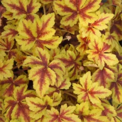 Handsome Heuchera Collection - Pack Of FOUR Evergreen Plants -Plant Garden World heuchera golden zebra 750x750 1 1