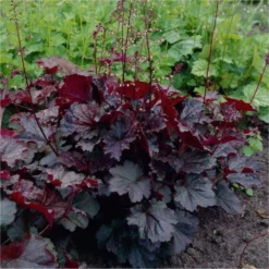 Handsome Heuchera Collection - Pack Of FOUR Evergreen Plants -Plant Garden World heuchera palace purple1 750x750 2 1