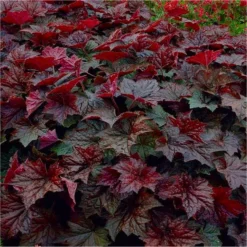 Handsome Heuchera Collection - Pack Of FOUR Evergreen Plants -Plant Garden World heuchera palace purple2 750x750 2 1