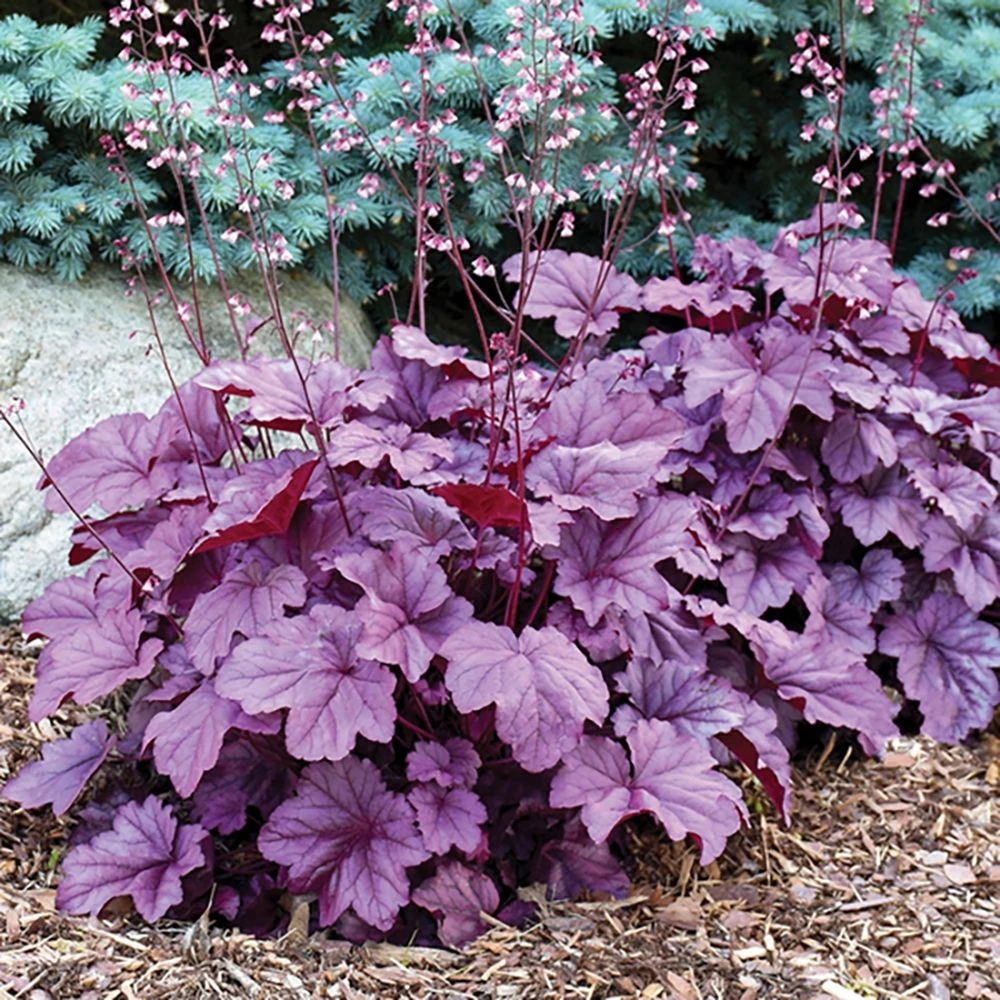 Heuchera Pink Panther 2 Heuchera Pink Panther - Image 2