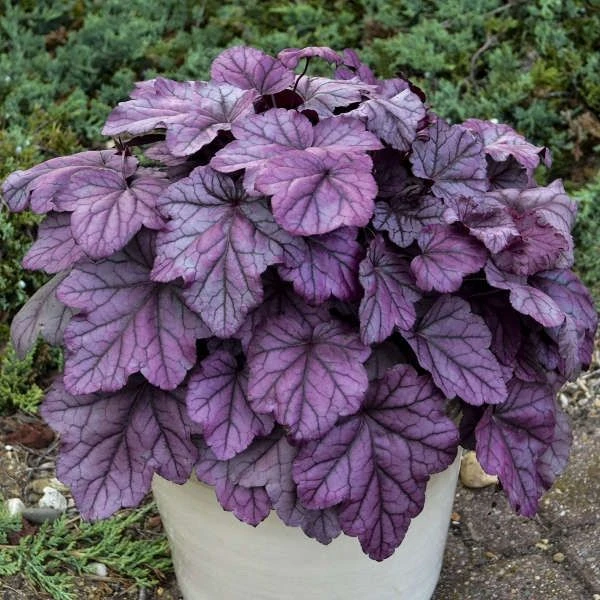 Heuchera Pink Panther 1 Heuchera Pink Panther