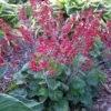 Heuchera Sanguinea 'Ruby Bells' - Pack Of THREE Plants