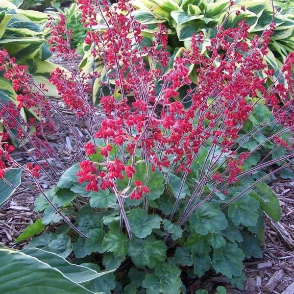 Heuchera Sanguinea 'Ruby Bells' - Pack Of THREE Plants 1 Heuchera Sanguinea 'Ruby Bells' - Pack Of THREE Plants